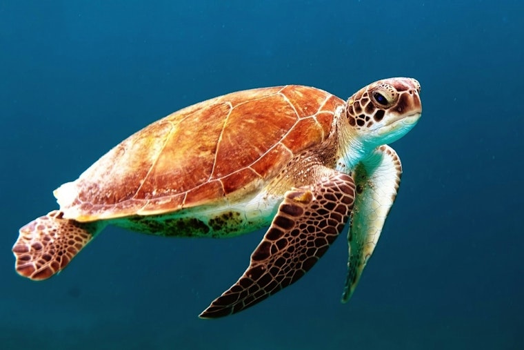 Shell Game: Amelia Island Tour de Turtles Turns Nesting Sea Turtles Into Racing Stars