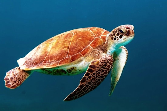 Shell Game: Amelia Island Tour de Turtles Turns Nesting Sea Turtles Into Racing Stars