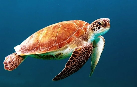 Shell Game: Amelia Island Tour de Turtles Turns Nesting Sea Turtles Into Racing Stars
