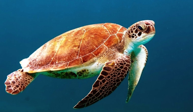 Shell Game: Amelia Island Tour de Turtles Turns Nesting Sea Turtles Into Racing Stars