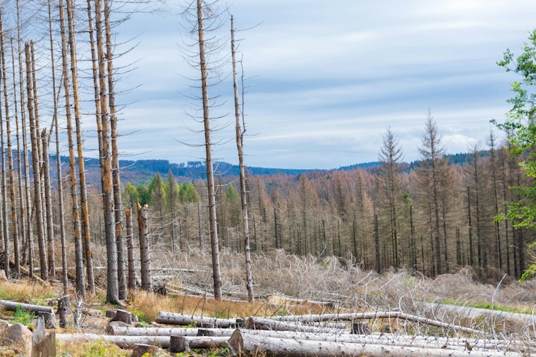 Sierra Forests Turn to Shrubland as Mariposa County's Oak Fire Scar Refuses to Regrow