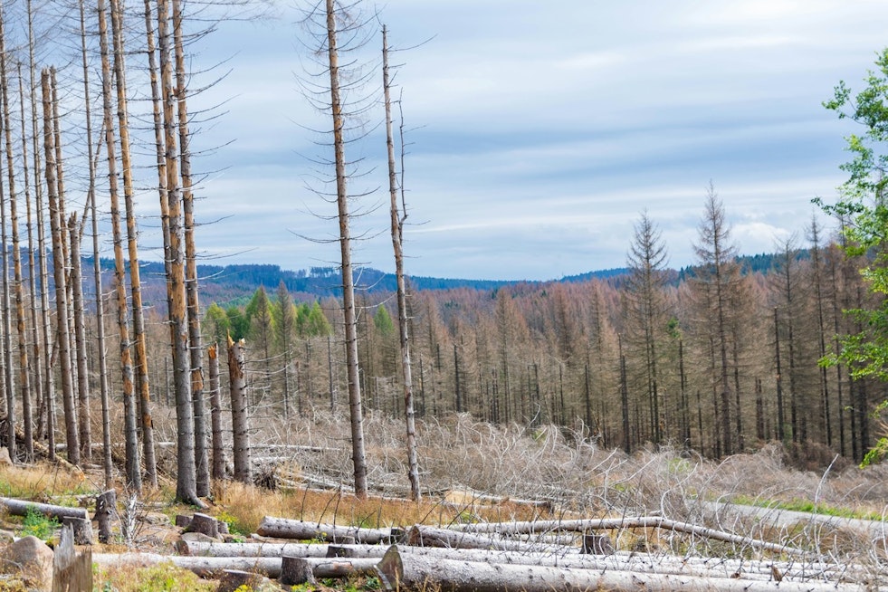 Sierra Forests Turn to Shrubland as Mariposa County's Oak Fire Scar Refuses to Regrow