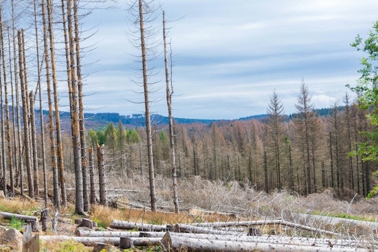 Sierra Forests Turn to Shrubland as Mariposa County's Oak Fire Scar Refuses to Regrow