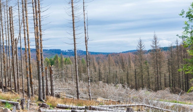 Sierra Forests Turn to Shrubland as Mariposa County's Oak Fire Scar Refuses to Regrow