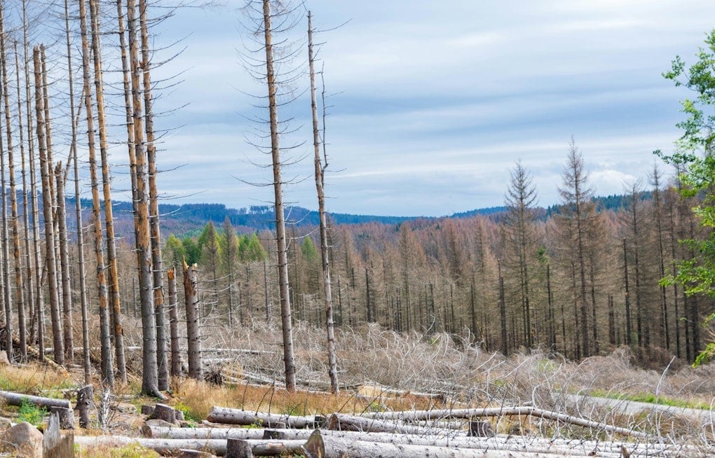 Sierra Forests Turn to Shrubland as Mariposa County's Oak Fire Scar Refuses to Regrow
