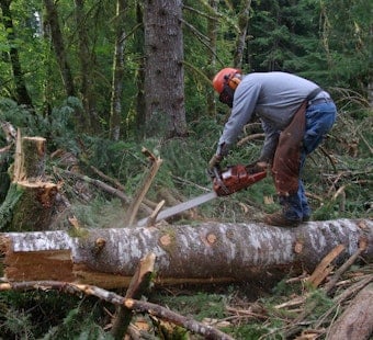 Skamania County Loggers Return to Gifford Pinchot Forest, Hope for a Turnaround
