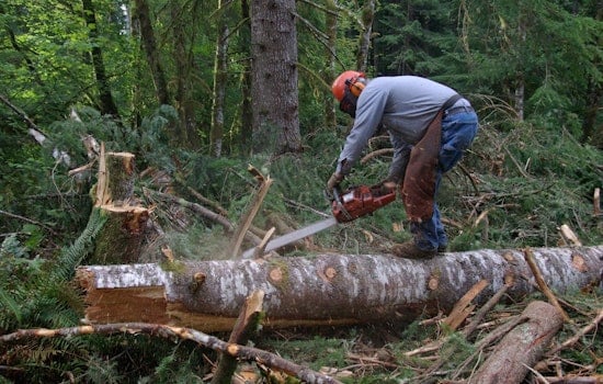 Skamania County Loggers Return to Gifford Pinchot Forest, Hope for a Turnaround