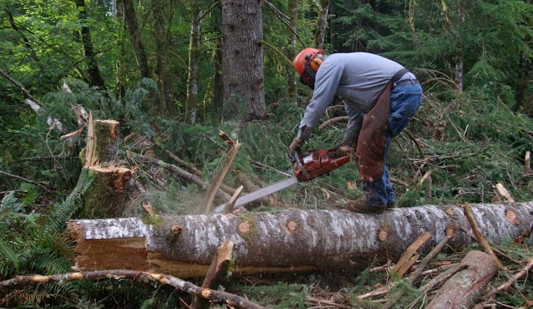 Skamania County Loggers Return to Gifford Pinchot Forest, Hope for a Turnaround