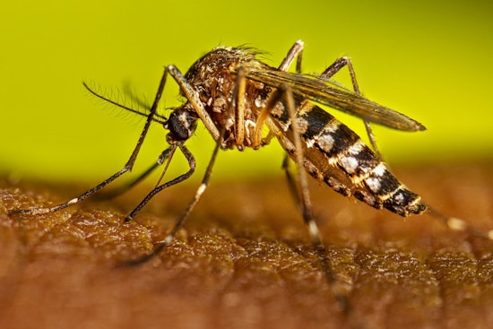 ‘Skeeter Fever’ Dengue Alerts Put Palm Beach, Miami-Dade on Edge