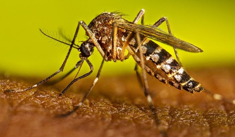 ‘Skeeter Fever’ Dengue Alerts Put Palm Beach, Miami-Dade on Edge