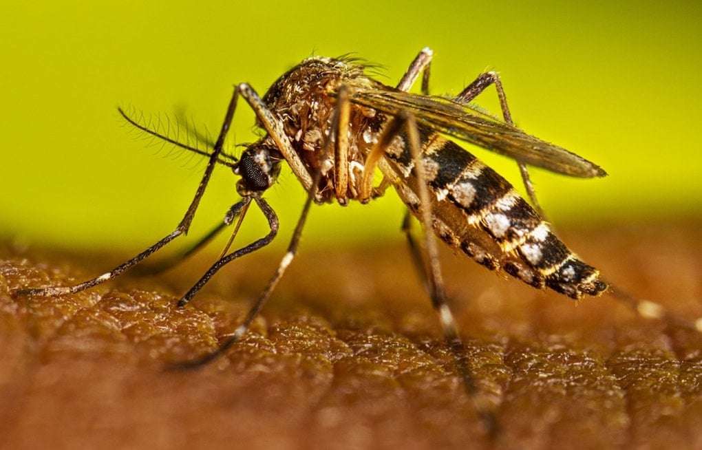 ‘Skeeter Fever’ Dengue Alerts Put Palm Beach, Miami-Dade on Edge