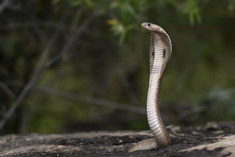 Snake Bites Staff Member at West El Paso Elementary Near Franklin Mountains