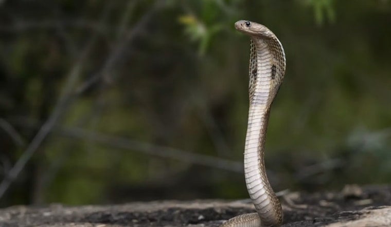 Snake Bites Staff Member at West El Paso Elementary Near Franklin Mountains