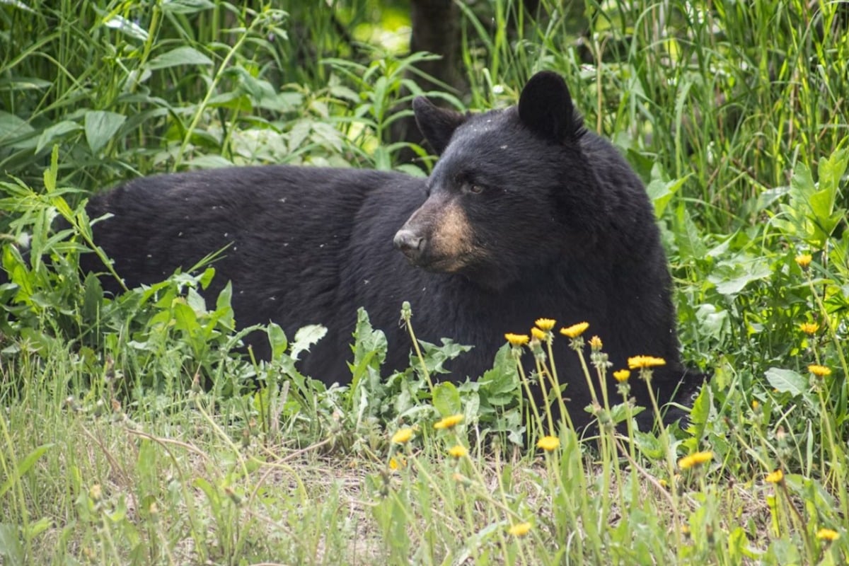 South Lake Tahoe Bear Raids Cabin Three Times for Steak Through Open Window