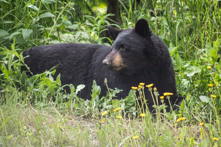 South Lake Tahoe Bear Raids Cabin Three Times for Steak Through Open Window