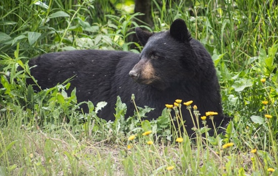 South Lake Tahoe Bear Raids Cabin Three Times for Steak Through Open Window