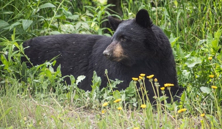 South Lake Tahoe Bear Raids Cabin Three Times for Steak Through Open Window