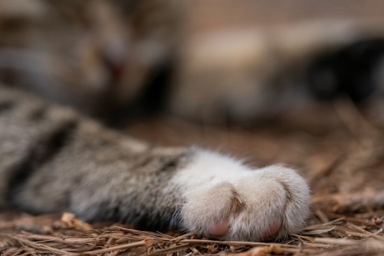 Southeast Portland Couple Builds Tiny Replica Bridges for Their Four Cats