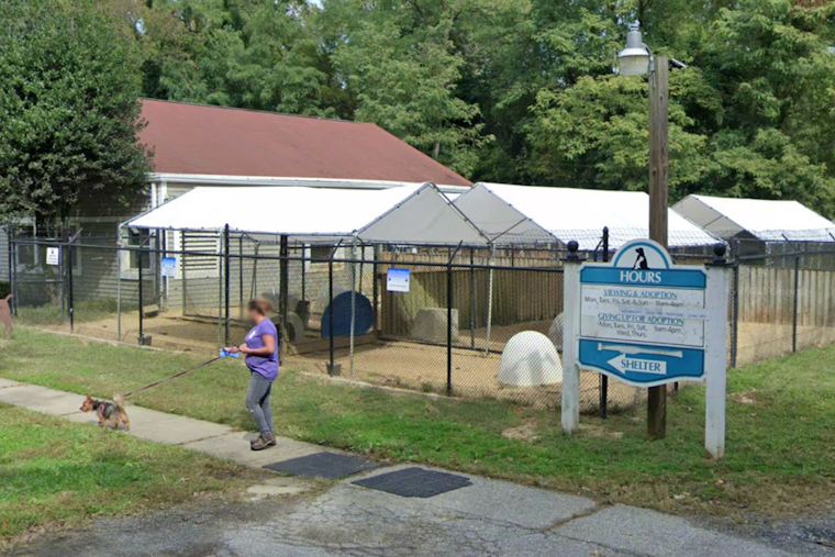 SPCA's Puppy Plunge Splashes Into Camp Letts, Its Biggest Fundraiser Aug. 23