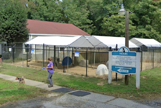 SPCA's Puppy Plunge Splashes Into Camp Letts, Its Biggest Fundraiser Aug. 23