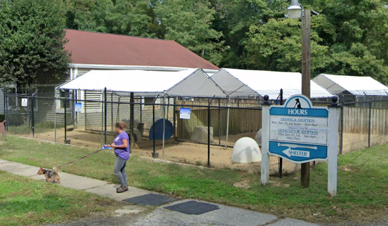 SPCA's Puppy Plunge Splashes Into Camp Letts, Its Biggest Fundraiser Aug. 23