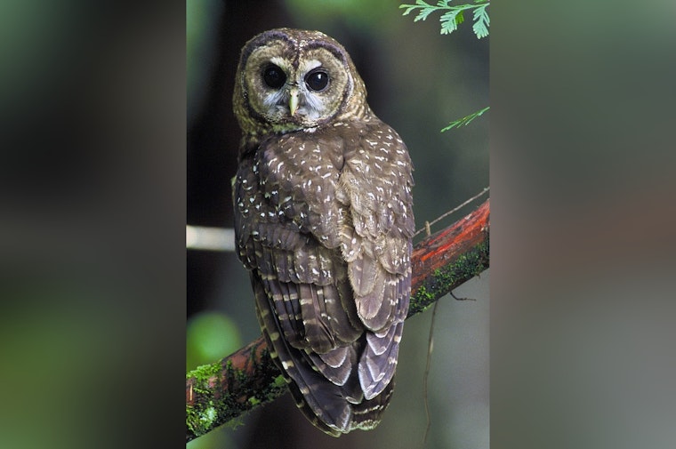 Spotted Owls Vanish From Parts of Northwest as Barred Owls Take Over Forests