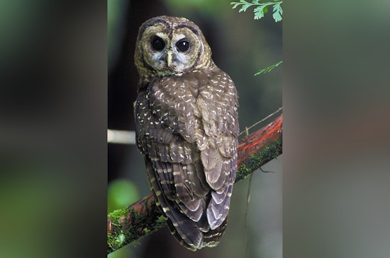 Spotted Owls Vanish From Parts of Northwest as Barred Owls Take Over Forests