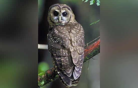 Spotted Owls Vanish From Parts of Northwest as Barred Owls Take Over Forests