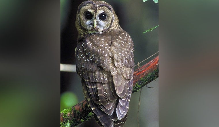 Spotted Owls Vanish From Parts of Northwest as Barred Owls Take Over Forests