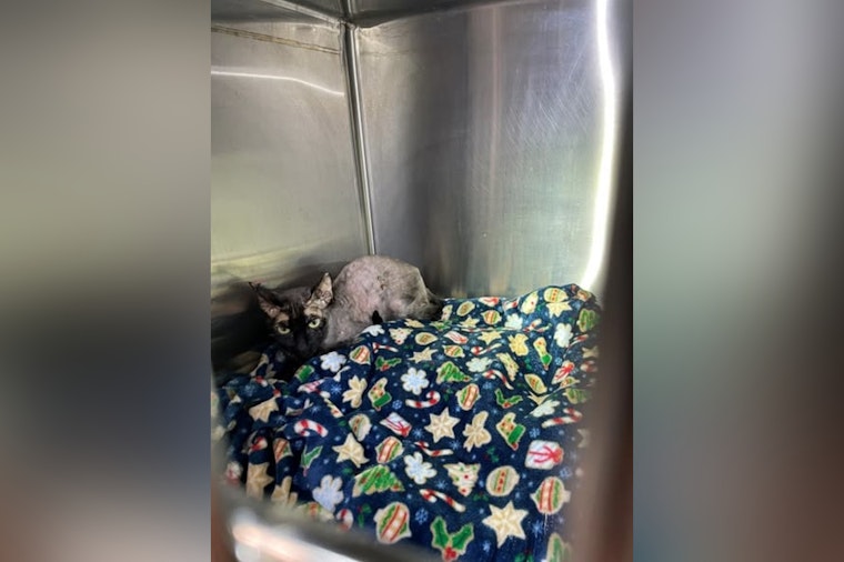 St. Helens Woman Faces Felony Torture Charges After Nine Cats Rescued, Knife Standoff