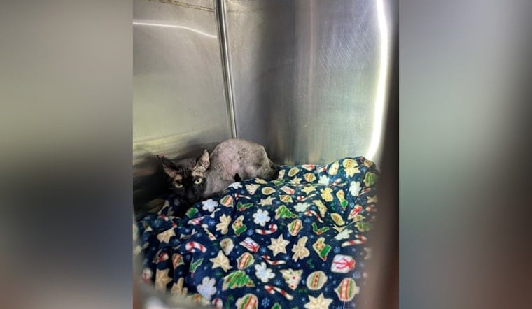 St. Helens Woman Faces Felony Torture Charges After Nine Cats Rescued, Knife Standoff