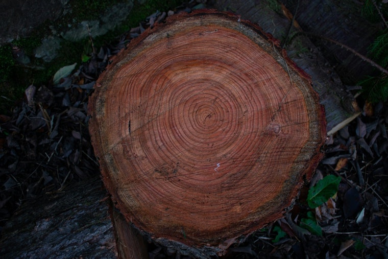 St. Louis County Couple Buys First Home — and Loses Beloved Oak in Bizarre Contractor Scam