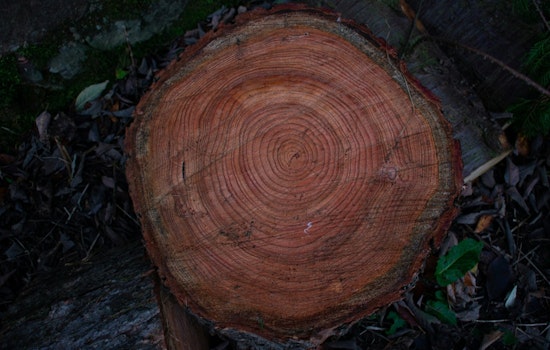 St. Louis County Couple Buys First Home — and Loses Beloved Oak in Bizarre Contractor Scam