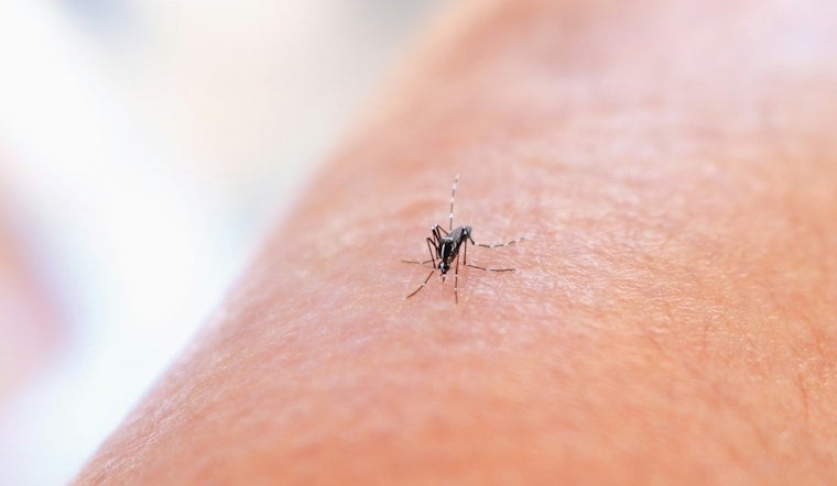 Stanislaus County Logs First West Nile Case as Mosquito Pools Surge Statewide