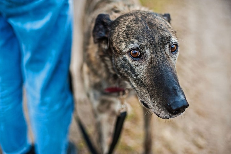 Starved ‘Ted Lasso’ Greyhounds Rescued From Oklahoma Hellhole, Beginning Rehabilitation in Leawood
