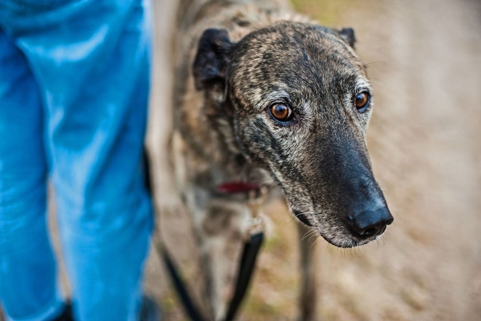 Starved ‘Ted Lasso’ Greyhounds Rescued From Oklahoma Hellhole, Beginning Rehabilitation in Leawood