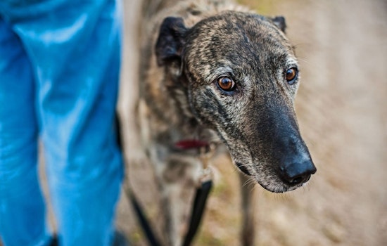 Starved ‘Ted Lasso’ Greyhounds Rescued From Oklahoma Hellhole, Beginning Rehabilitation in Leawood
