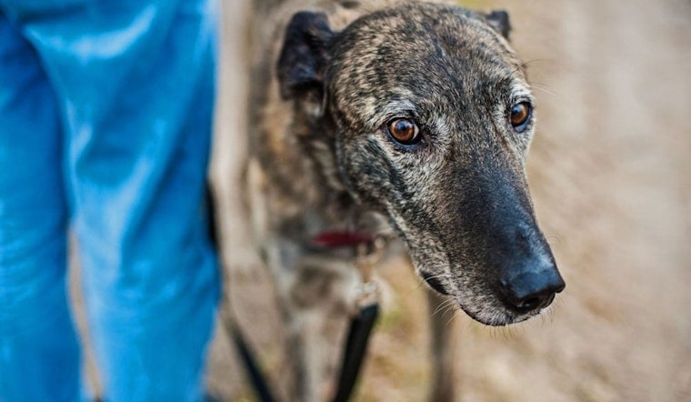 Starved ‘Ted Lasso’ Greyhounds Rescued From Oklahoma Hellhole, Beginning Rehabilitation in Leawood