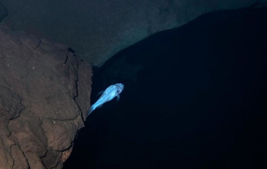 Stranger Things-Style ‘Demon’ Cavefish Lurking Under Huntsville May Be Rarest on Earth