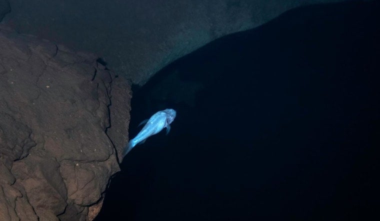 Stranger Things-Style ‘Demon’ Cavefish Lurking Under Huntsville May Be Rarest on Earth