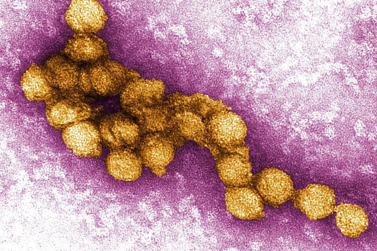 Suburban Cook County Confirms First 4 West Nile Cases as Officials Warn Risk Is High