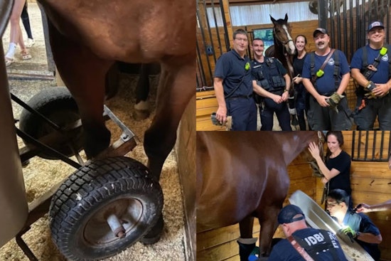 Sudbury Firefighters Free Horse Named Liam From Wheelbarrow Trap