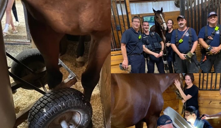 Sudbury Firefighters Free Horse Named Liam From Wheelbarrow Trap