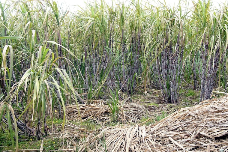 Sugar Giant Tied to Trump Donors Accused of Keeping Forced-Labor Conditions