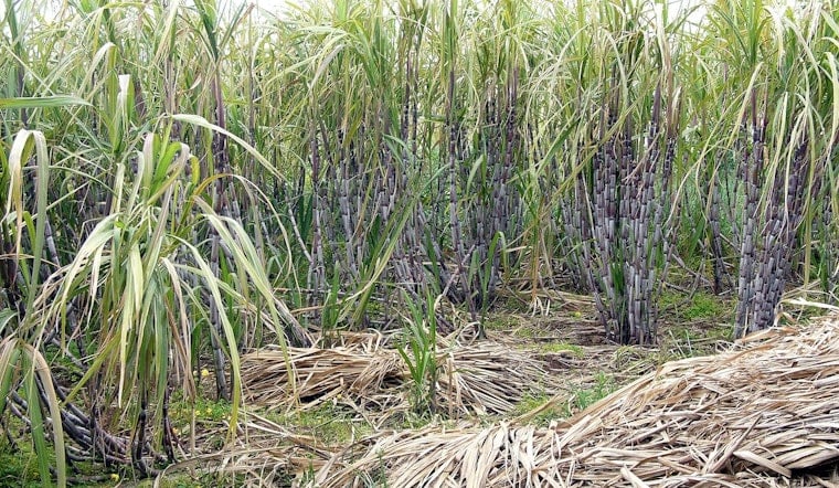 Sugar Giant Tied to Trump Donors Accused of Keeping Forced-Labor Conditions