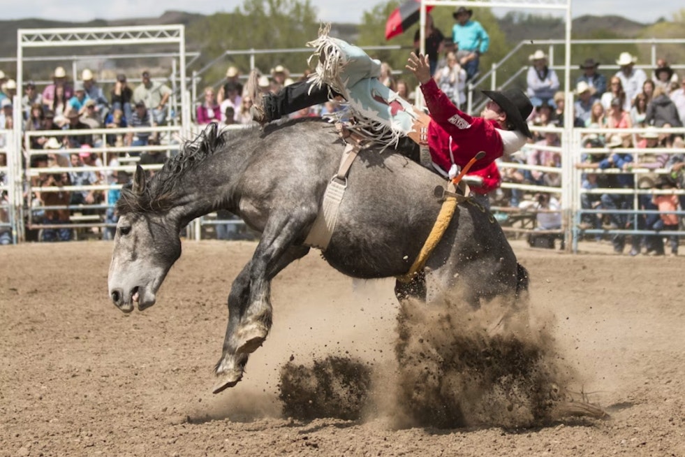 Summit County Fair's Rodeo Rolls Into Coalville as Crowds Near 30,000