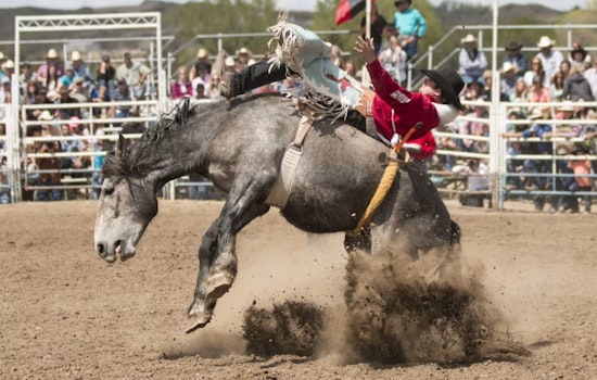 Summit County Fair's Rodeo Rolls Into Coalville as Crowds Near 30,000