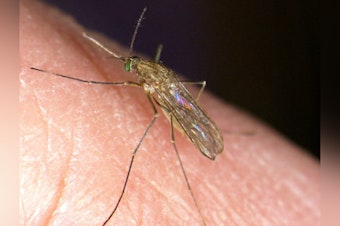 Sutter County Confirms First West Nile Case as California Cases Double Statewide