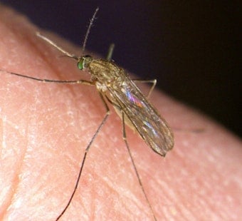 Sutter County Confirms First West Nile Case as California Cases Double Statewide