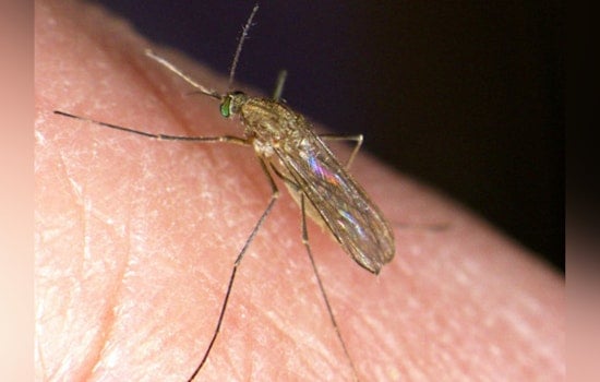 Sutter County Confirms First West Nile Case as California Cases Double Statewide